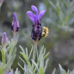 ImpolliniAMO il Futuro a Treviso, api protagoniste agli orti