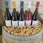 SCOOP! torna a Treviso: cooperative in festa il 13 giugno
