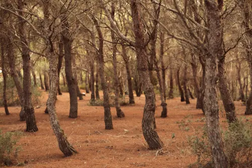 Treviso, mille nuove piante per il bosco urbano di Selvana