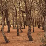 Treviso, mille nuove piante per il bosco urbano di Selvana