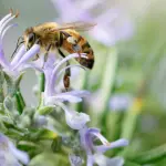 Veneto, 929mila euro per sostenere l’apicoltura