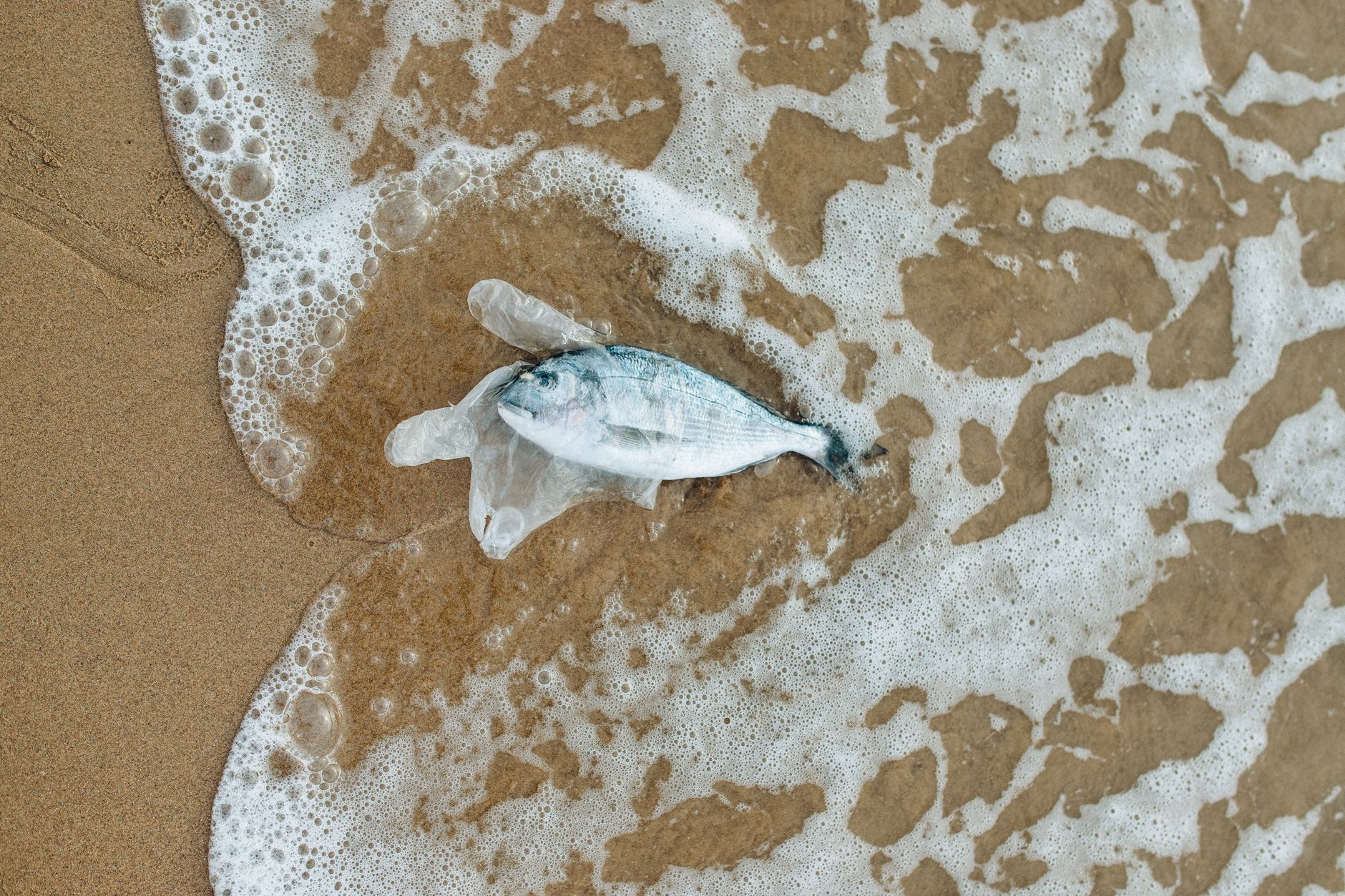 Veneto, acque marine: PFOS e mercurio pesano sullo stato chimico