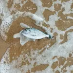 Veneto, acque marine: PFOS e mercurio pesano sullo stato chimico