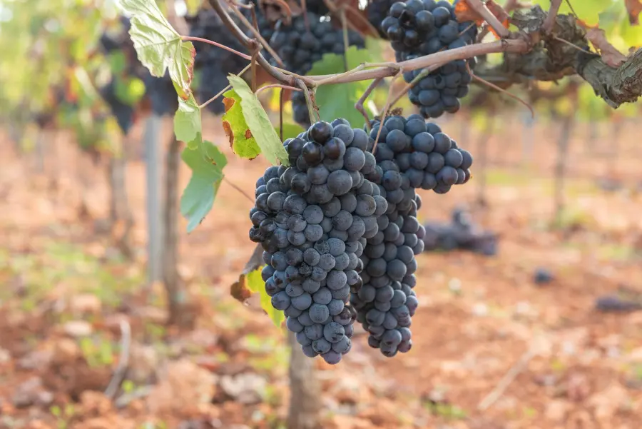 Vendemmia 2026, il 7 agosto il confronto online dal Veneto