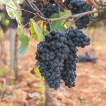 Vendemmia 2026, il 7 agosto il confronto online dal Veneto