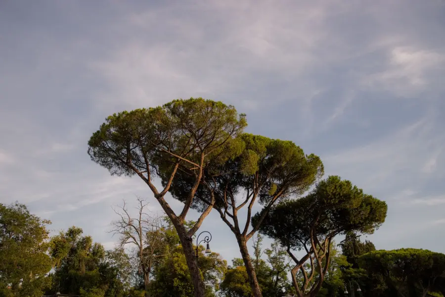 Treviso, alberi a rischio: rimozioni in parchi e aree pubbliche