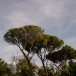 Treviso, alberi a rischio: rimozioni in parchi e aree pubbliche