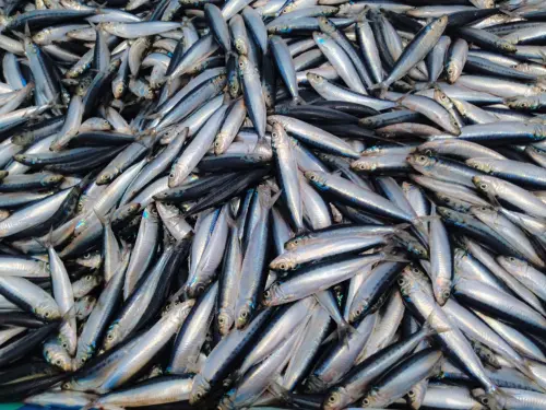 Veneto, 1,3 milioni contro emergenze in agricoltura e pesca