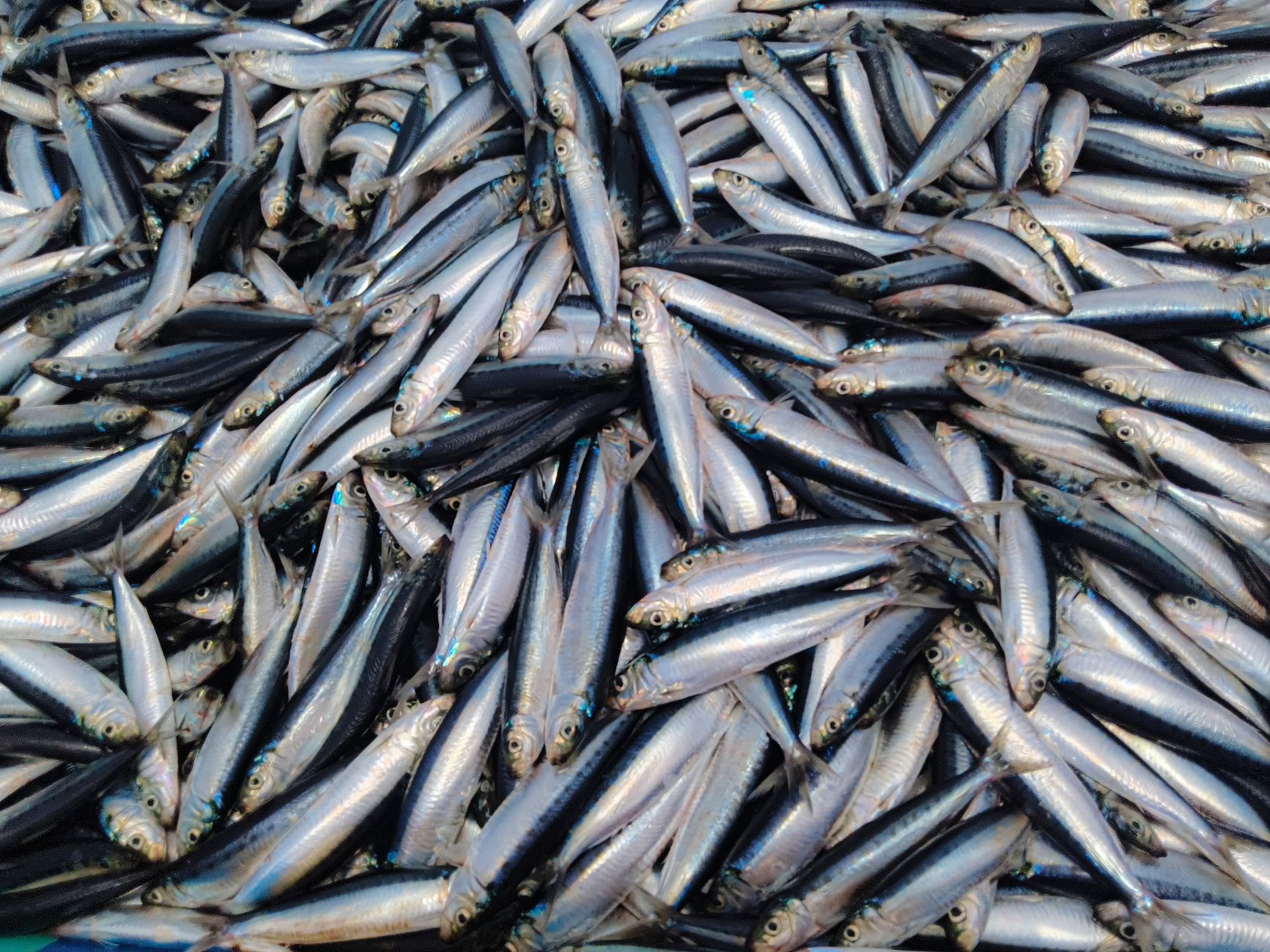 Veneto, 1,3 milioni contro emergenze in agricoltura e pesca