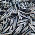 Veneto, 1,3 milioni contro emergenze in agricoltura e pesca