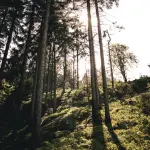 Treviso, nuovo bosco a Selvana con il progetto Mosaico Verde